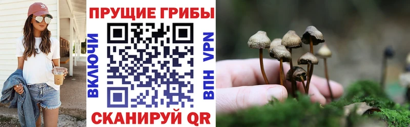 Купить где  Белоусово  Псилоцибиновые грибы прущие грибы 